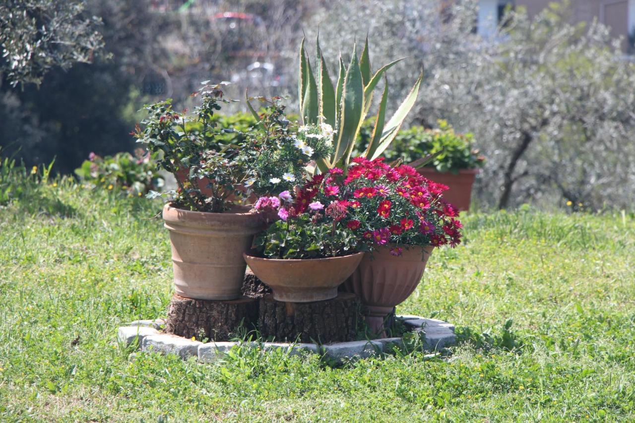 B&B La Terrazza Di פראסקאטי מראה חיצוני תמונה