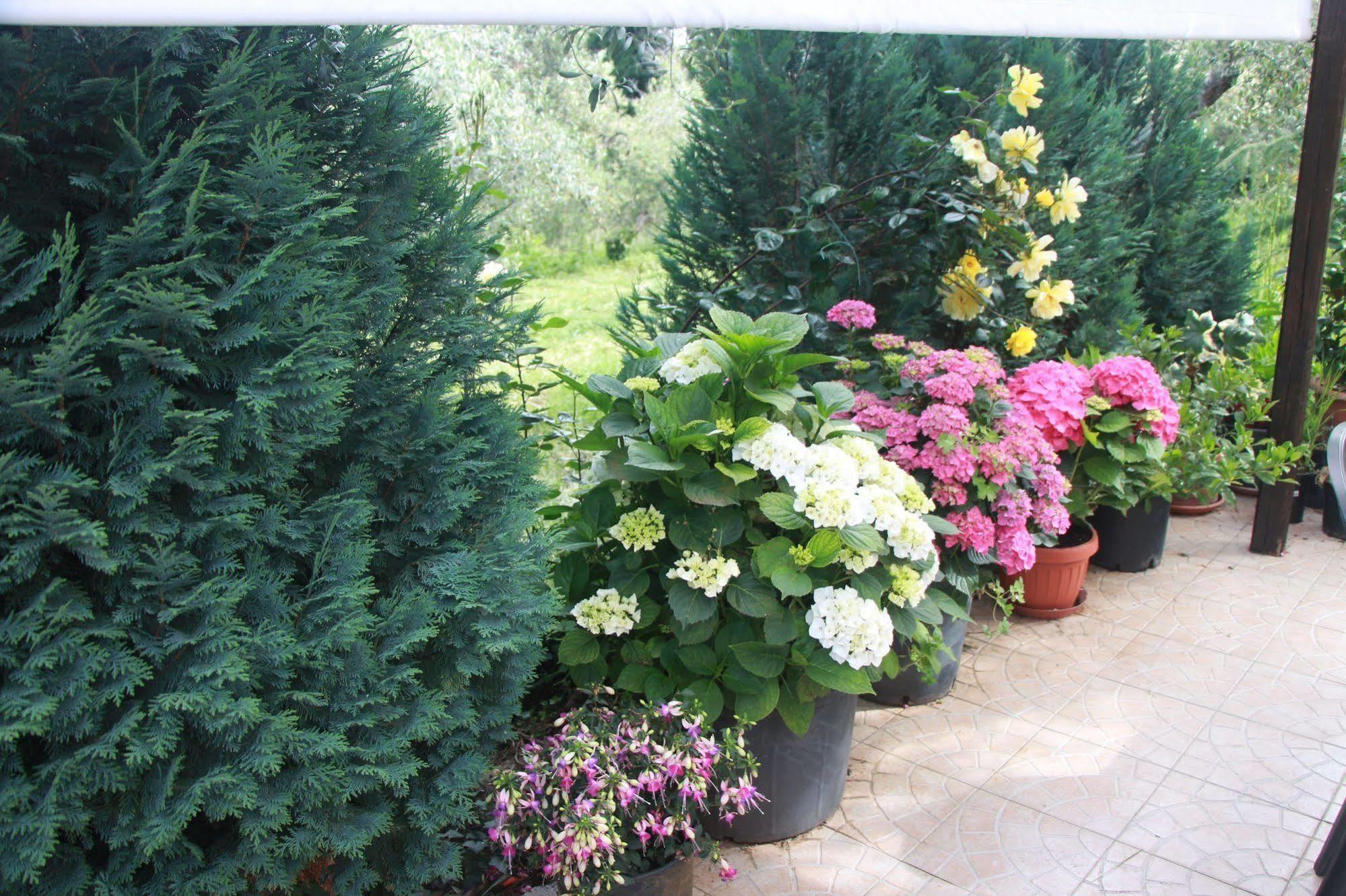 B&B La Terrazza Di פראסקאטי מראה חיצוני תמונה